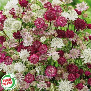 Sparkling Stars Astrantia Mix Thumbnail